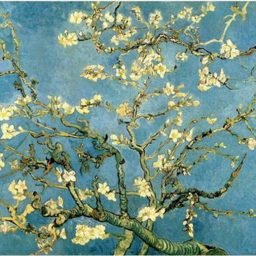 Blossoming Almond Tree