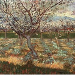 Apricot Trees in Blossom by Vincent Van Gogh